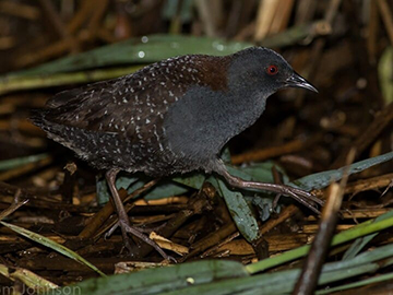 Image of a black rail. Photo courtesy: Tom Johnson Image of a black rail. Photo courtesy: Tom Johnson