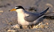 image of an interior least tern bird