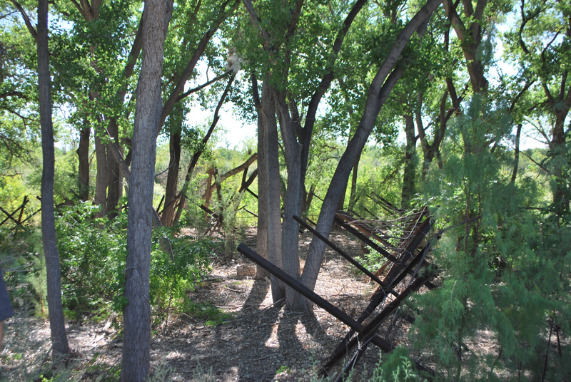 Jetty Jacks placed in the Rio Grande Bosque