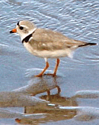 Piping plover