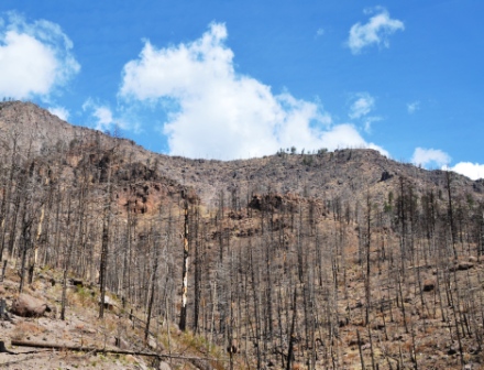 Santa Clara Canyon post Las Conchas Fire.