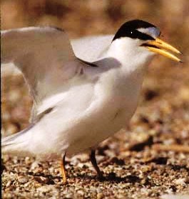 Least tern
