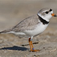 Image of a piping plover bird