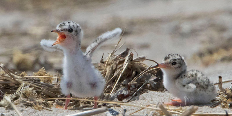 A baby least tern stands up excitedly in its nest while another watches. Photo by Sandy Selesky.