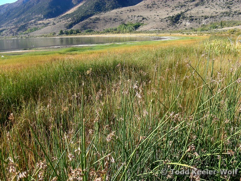 schoenoplectus acutus credit: California Native Plant Society/Todd Keeler Wolf schoenoplectus acutus credit: California Native Plant Society/Todd Keeler Wolf